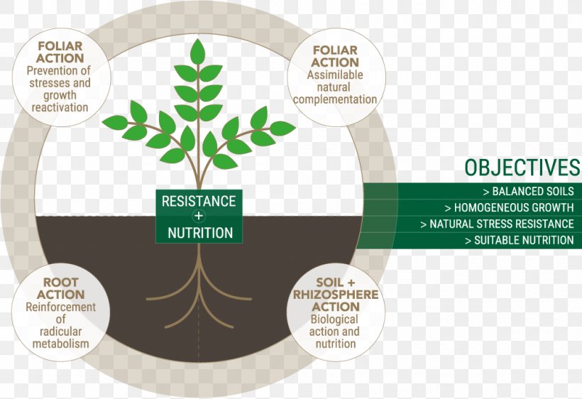 Rhizosphere Nutrient Tree Market Garden Nutrition, PNG, 1040x713px, Rhizosphere, Arboriculture, Biostimulant, Brand, Foliar Feeding Download Free