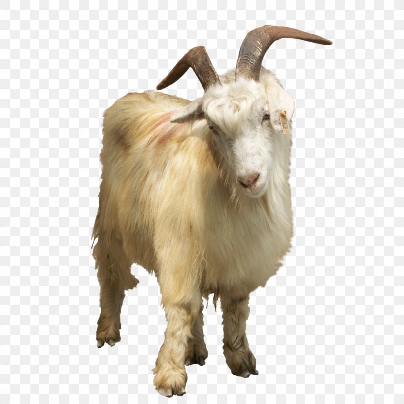 Feral Goat Sheep, PNG, 1000x1000px, Goat, Animal, Caprinae, Cattle, Cow Goat Family Download Free