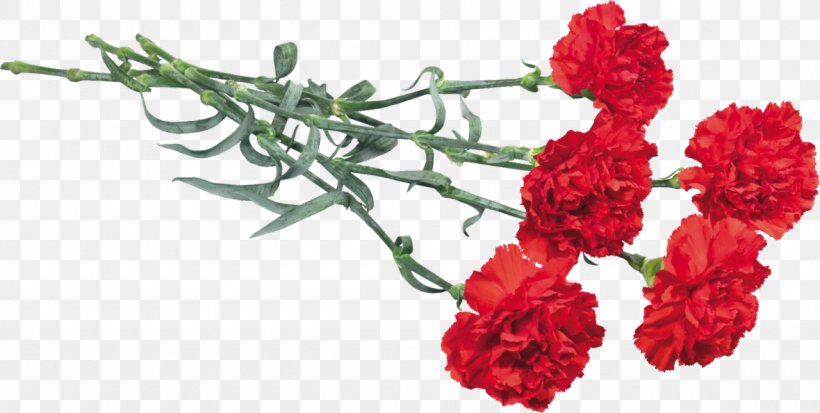 Victory Day Flower Kryddernellike Immortal Regiment May, PNG, 1280x645px, Victory Day, Ansichtkaart, Carnation, Color, Cut Flowers Download Free