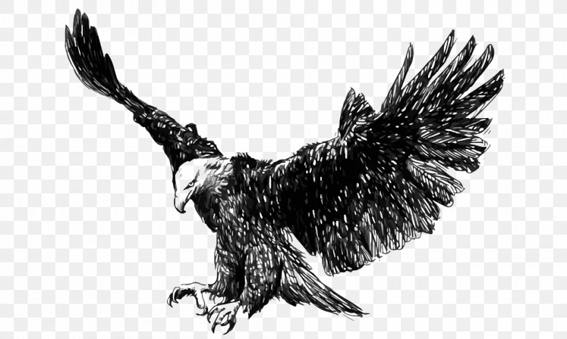 Bald Eagle Golden Eagle Steppe Eagle Illustration, PNG, 1000x600px, Bird, Accipitriformes, Animal, Animation, Beak Download Free
