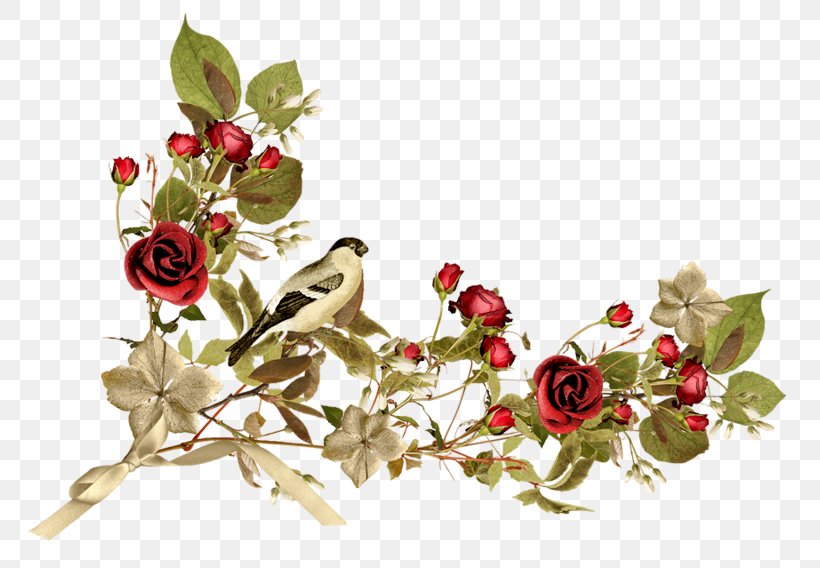 Image Afternoon Day Friendship Morning, PNG, 800x568px, Afternoon, Blossom, Branch, Cut Flowers, Day Download Free