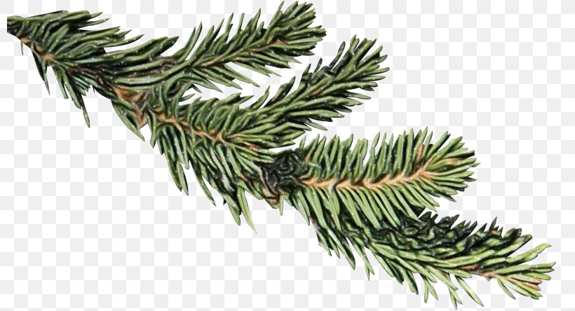 Shortleaf Black Spruce Columbian Spruce Balsam Fir Colorado Spruce Jack Pine, PNG, 800x444px, Watercolor, Balsam Fir, Colorado Spruce, Columbian Spruce, Jack Pine Download Free