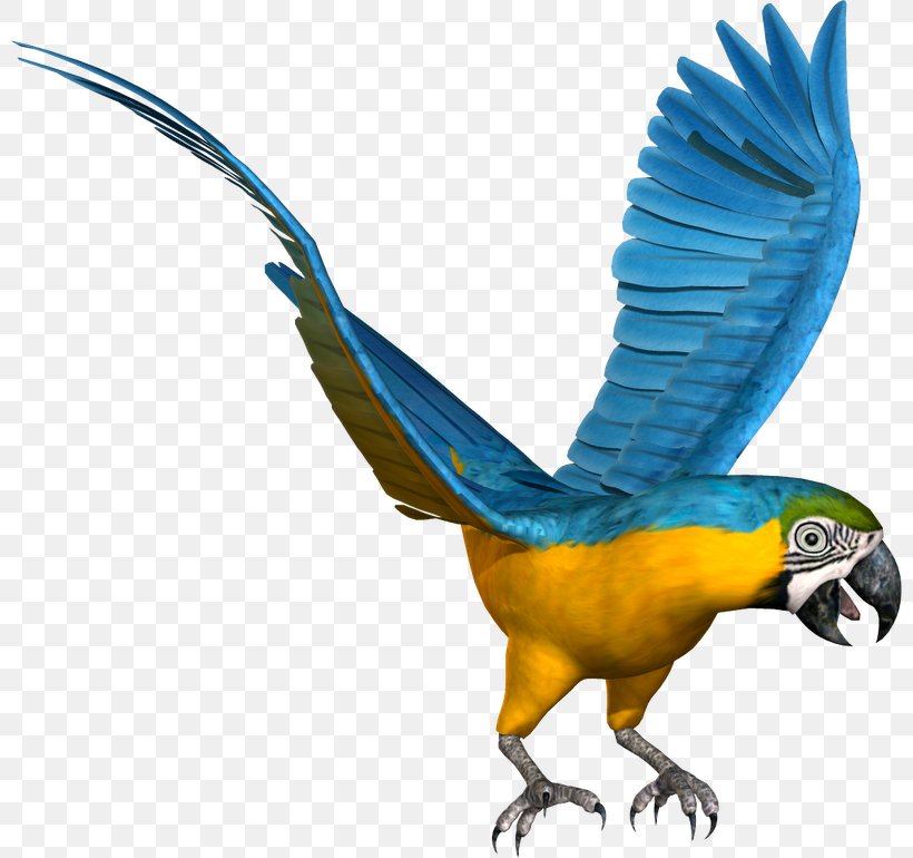 Budgerigar Macaw Lovebird Parrot, PNG, 800x770px, Budgerigar, Animal Figure, Australasian Swamphen, Beak, Bird Download Free