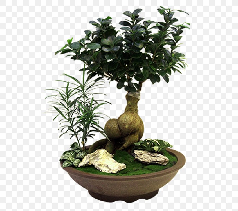Exquisite Potted Plants, PNG, 548x728px, Plant, Artificial Flower, Bonsai, Flower, Flowerpot Download Free