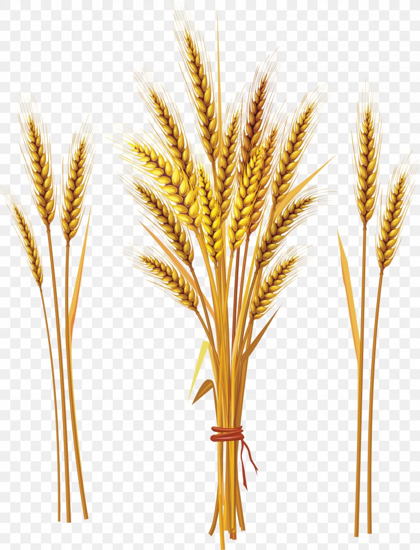 Common Wheat Cereal Ear Clip Art, PNG, 1448x1896px, Common Wheat, Agriculture, Avena, Barley, Bread Download Free