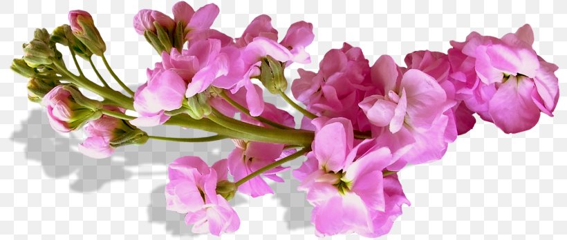 Flower Purple, PNG, 800x348px, Flower, Azalea, Blossom, Branch, Bud Download Free