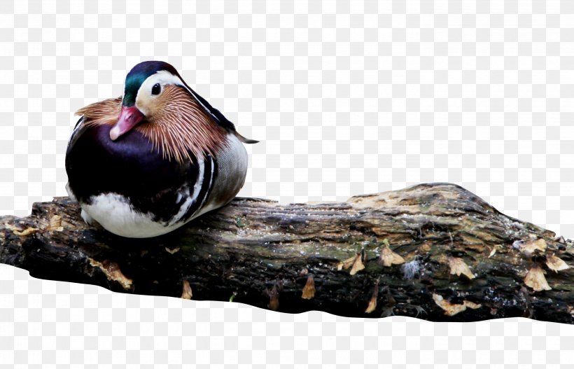 Mandarin Duck Bird, PNG, 2785x1791px, Duck, Beak, Bird, Ducks Geese And Swans, Fauna Download Free