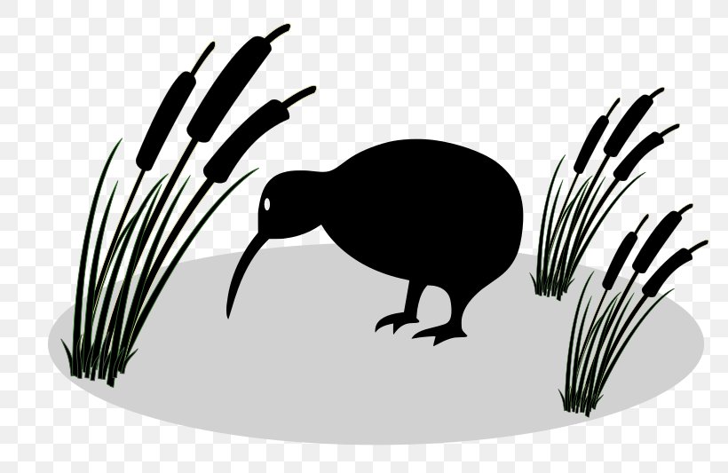 New Zealand Bird Little Spotted Kiwi Clip Art, PNG, 800x533px, New Zealand, Beak, Bird, Black And White, Cartoon Download Free