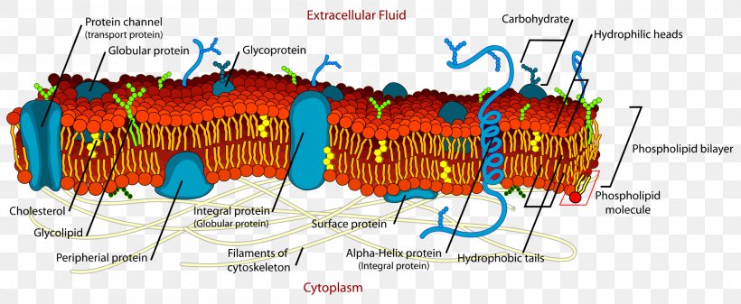 Cell Membrane Biological Membrane Lipid Bilayer, PNG, 2000x823px, Cell Membrane, Biological Membrane, Biology, Cell, Cell Biology Download Free