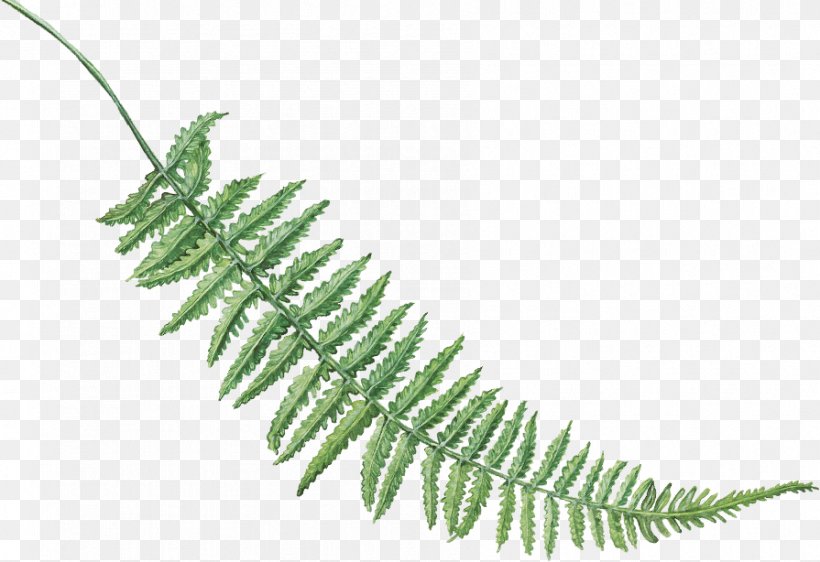 Fern Leaf Plant Stem Plants, PNG, 895x614px, Fern, Caulerpa, Ferns And Horsetails, Flower, Leaf Download Free