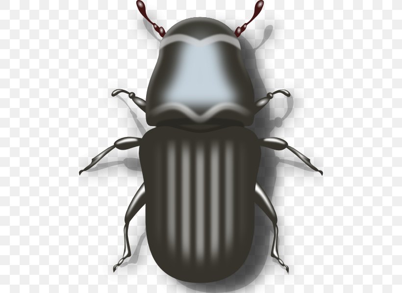Mountain Pine Beetle Ladybird Beetle Clip Art, PNG, 498x597px, Beetle, Arthropod, Drawing, Dung Beetle, Entomophagy Download Free