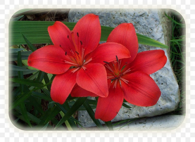 Petal, PNG, 800x600px, Petal, Flora, Flower, Flowering Plant, Lily Download Free