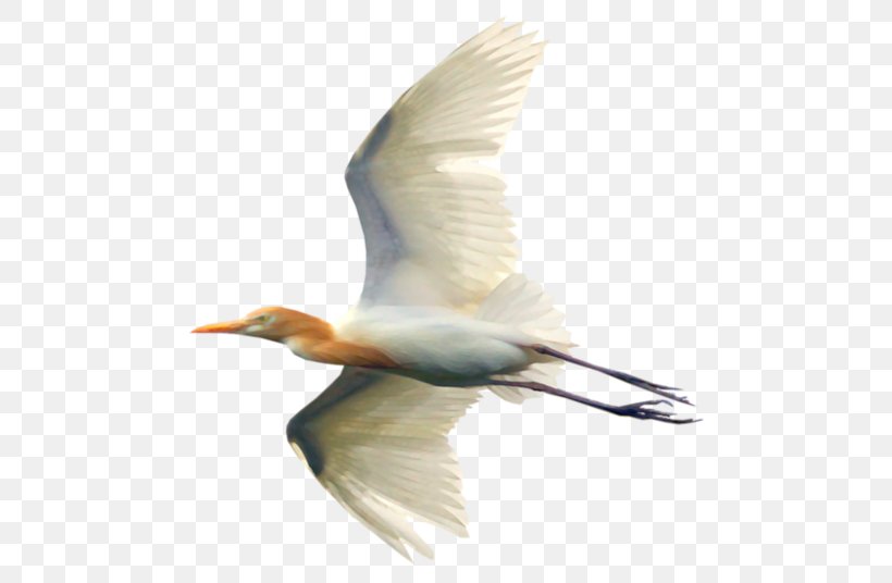 White Stork Water Bird Cygnini, PNG, 500x536px, White Stork, Beak, Bird, Ciconiiformes, Cygnini Download Free