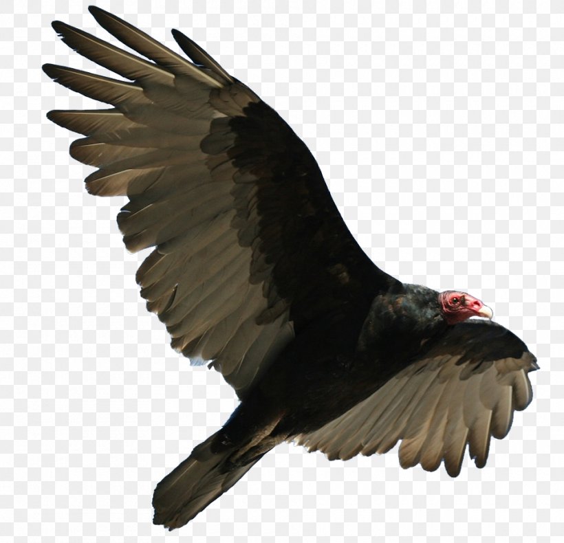 Turkey Vulture Bird Flight Buzzard, PNG, 960x925px, Turkey Vulture, Accipitridae, Accipitriformes, Andean Condor, Beak Download Free