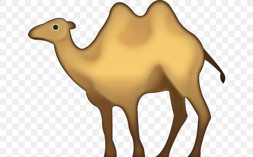 Camel Camelid Arabian Camel Bactrian Camel Wildlife, PNG, 640x509px, Camel, Animal Figure, Arabian Camel, Bactrian Camel, Camelid Download Free
