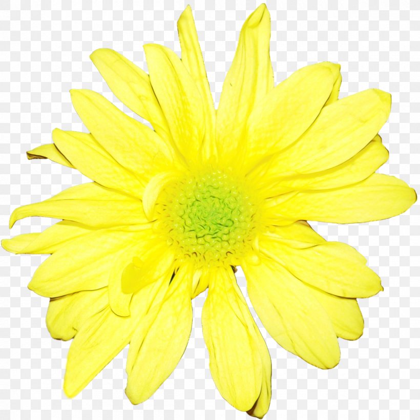 Flower Yellow Gerbera Petal Barberton Daisy, PNG, 1200x1200px, Watercolor, Barberton Daisy, Cut Flowers, Daisy Family, Flower Download Free