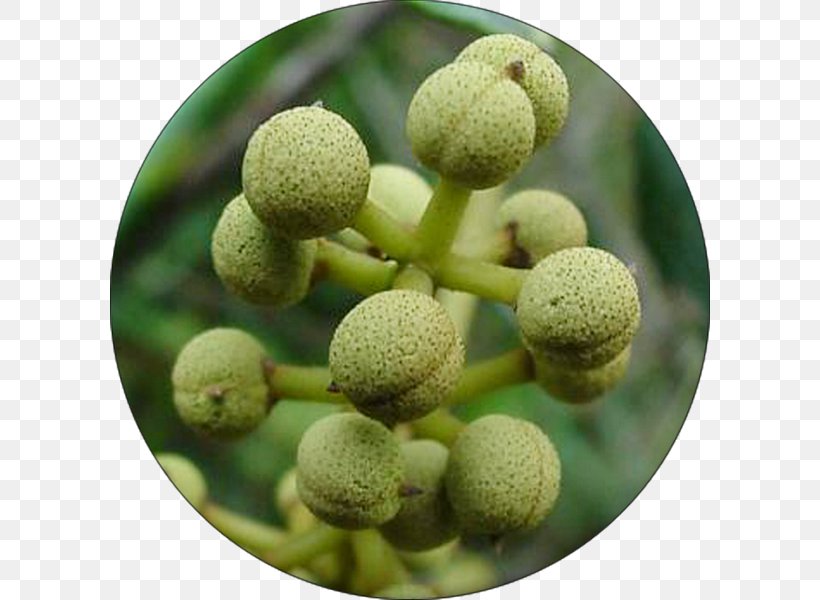 Macaranga Capensis Fruit Plant Redcurrant, PNG, 600x600px, Fruit, Currant, Flora, Flower, Plant Download Free