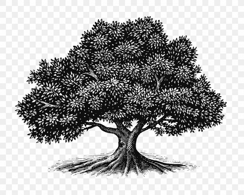 Tree Oak Drawing Woodcut Illustration, PNG, 1400x1120px, Tree, Apples, Art, Behance, Black And White Download Free