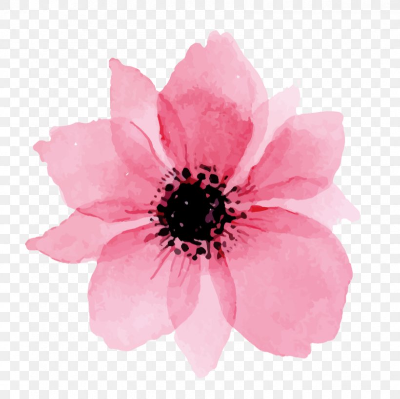 Watercolor Pink Flowers, PNG, 849x847px, Watercolor Painting, Anemone, Annual Plant, Cut Flowers, Drawing Download Free