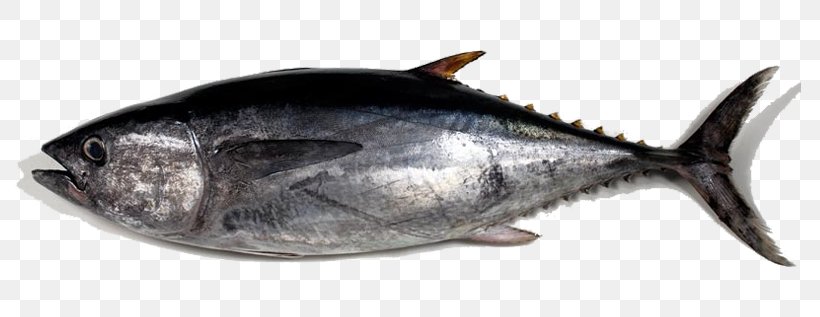 Albacore Pacific Bluefin Tuna Thon Fish, PNG, 797x317px, Albacore, Bluefin Tuna, Bonite, Bonito, Bony Fish Download Free