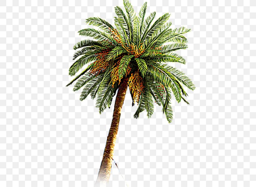 Coconut Arecaceae Date Palm, PNG, 600x600px, Coconut, Arecaceae, Arecales, Date Palm, Evergreen Download Free