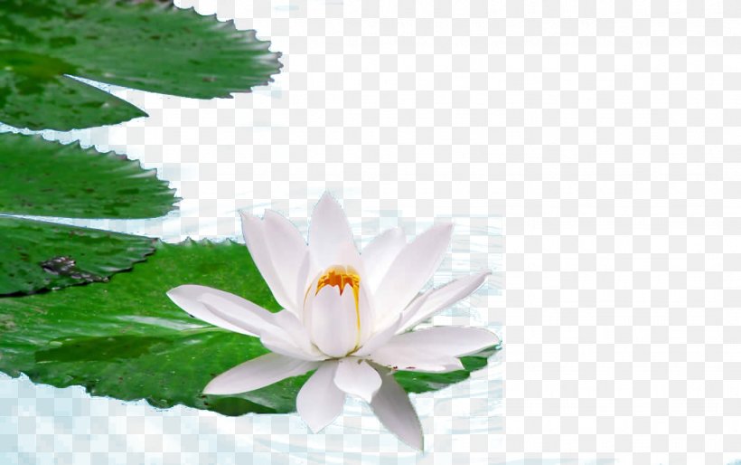 Egyptian Lotus Nelumbo Nucifera High-definition Television Wallpaper, PNG, 1024x642px, 4k Resolution, Egyptian Lotus, Aquatic Plant, Display Resolution, Flora Download Free