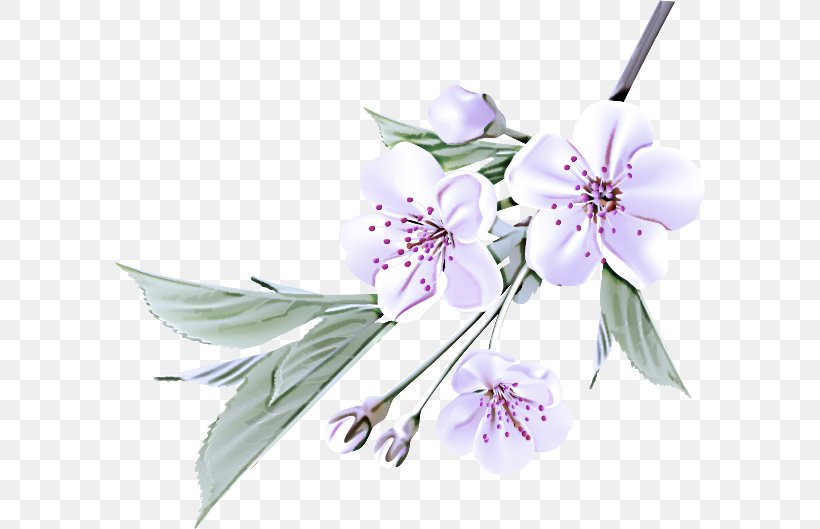 Flower Plant Petal Flowering Plant Blossom, PNG, 590x529px, Flower, Blossom, Branch, Flowering Plant, Petal Download Free