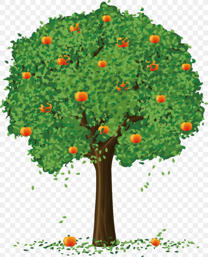 Apple Fruit Tree Clip Art, PNG, 917x1136px, Tree, Apple, Branch, Evergreen, Flora Download Free