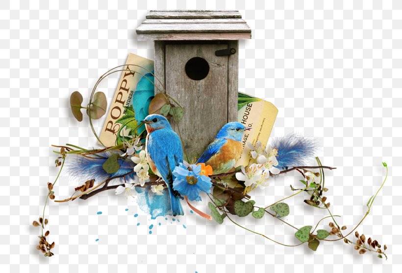 Bird Nest Nest Box Clip Art, PNG, 800x558px, Bird, Bird Nest, Bird Supply, Bluebird, Carolina Biological Supply Company Download Free