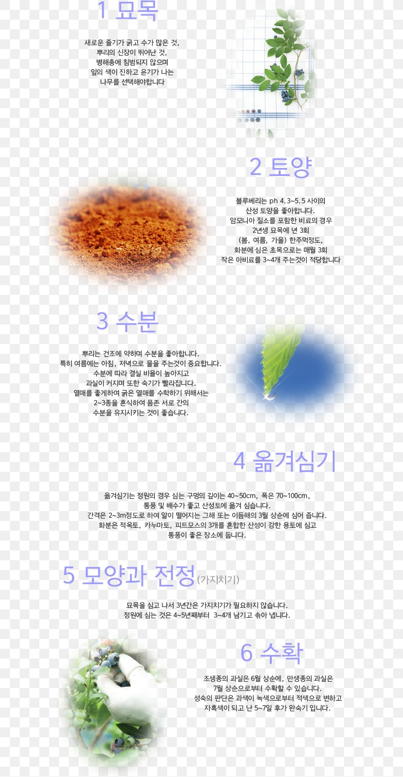 Blueberry Yongin Benefit Cosmetics, PNG, 640x1581px, Blueberry, Benefit Cosmetics, Grass, Organism, Text Download Free