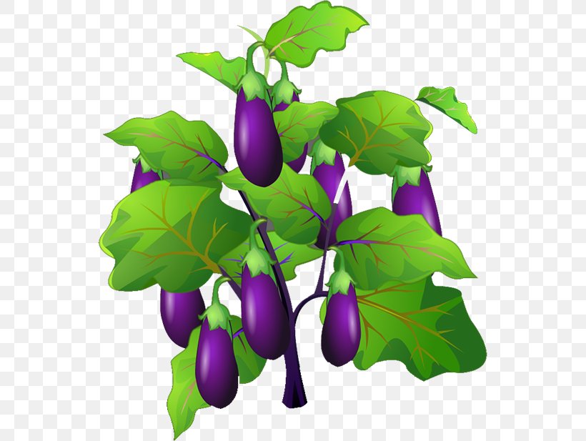 Eggplant Jam Fruit Vegetable, PNG, 545x617px, Eggplant Jam, Branch, Eggplant, Flower, Flowering Plant Download Free