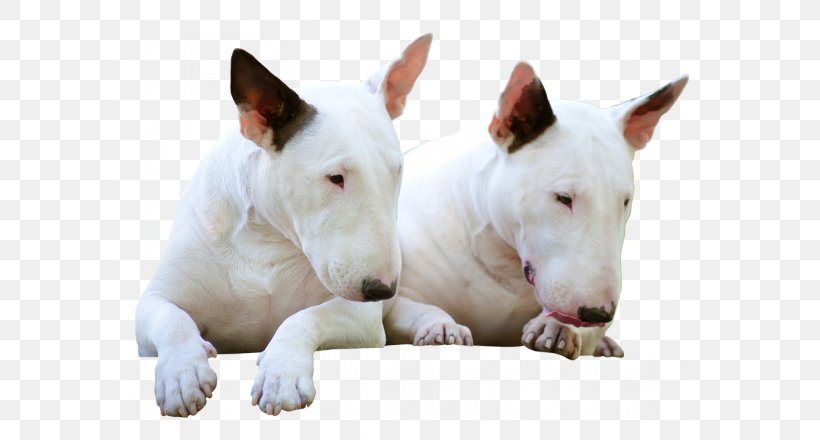 Miniature Bull Terrier Bull And Terrier Old English Terrier Bulldog, PNG, 700x440px, Bull Terrier, Animal, Breed, Bull And Terrier, Bull Terrier Miniature Download Free