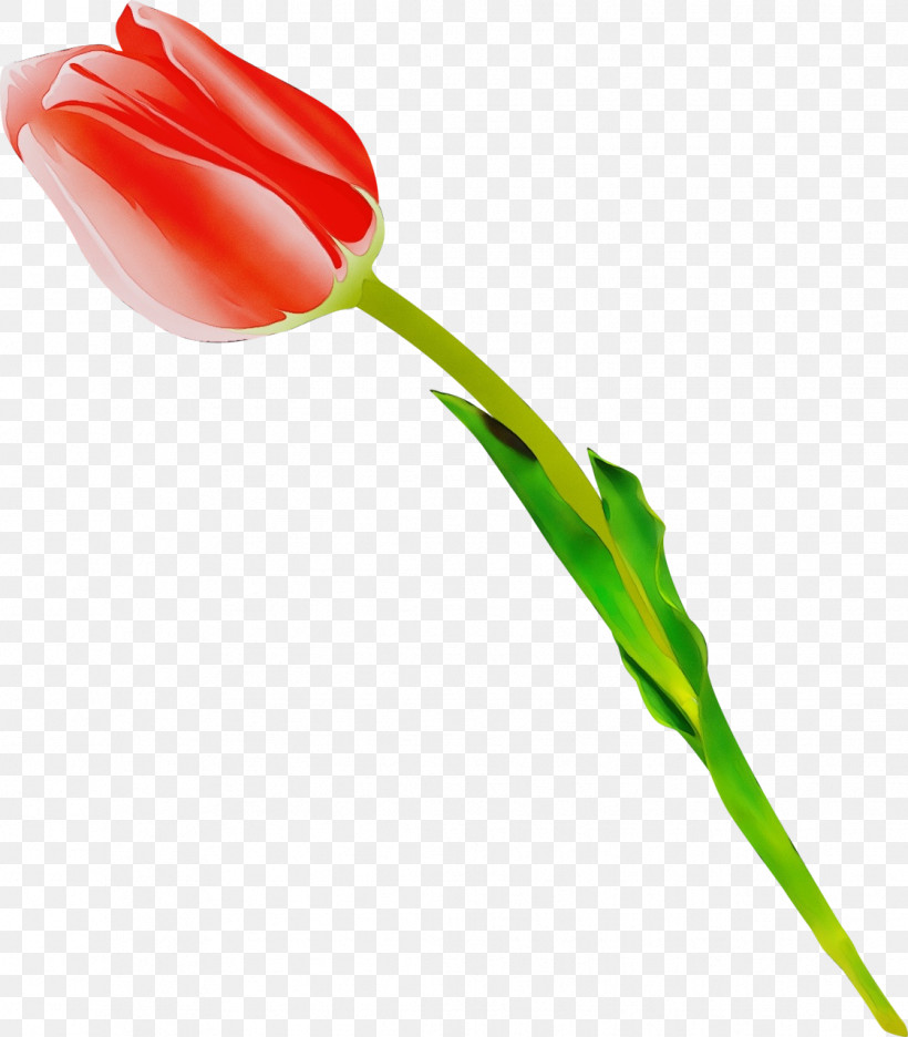 Tulip Flower Plant Pedicel Cut Flowers, PNG, 1121x1280px, Watercolor, Bud, Cut Flowers, Flower, Lily Family Download Free