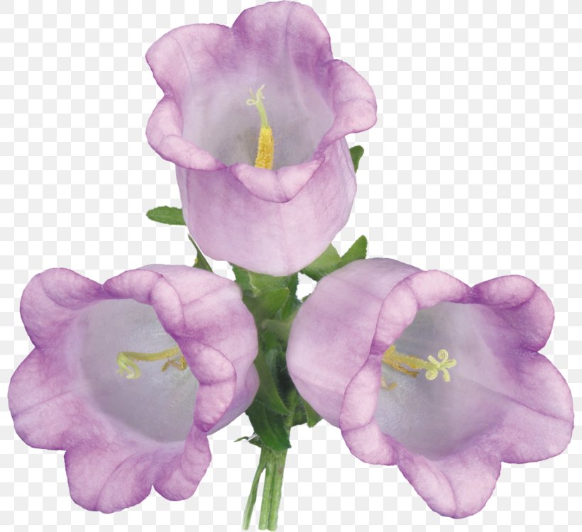 Bellflowers Violet Clip Art, PNG, 800x750px, Bellflowers, Bellflower Family, Cut Flowers, Flower, Flowering Plant Download Free