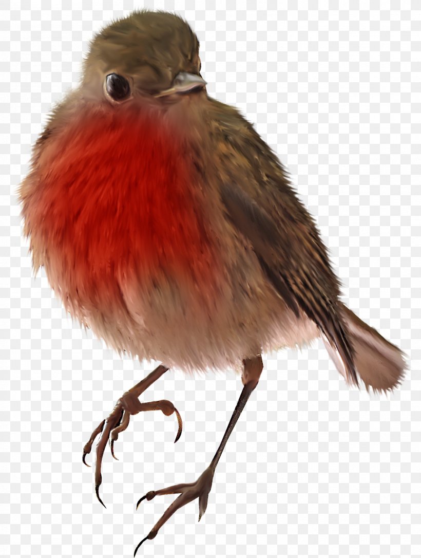 Bird Owl Sparrow Woodpecker, PNG, 1513x2005px, Bird, Beak, Bird Flight, Birdcage, Cardinal Download Free