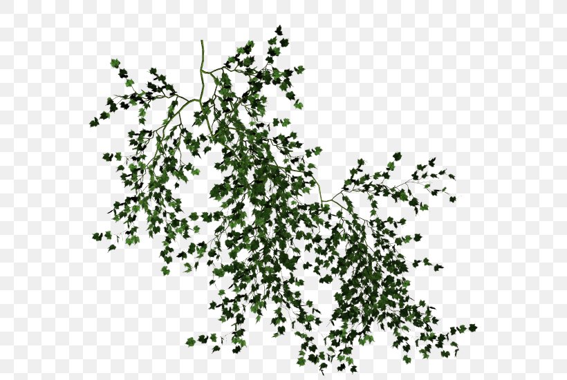 Vine Desktop Wallpaper Tree Clip Art, PNG, 614x550px, Vine, Branch, Copying, Data, Flowering Plant Download Free