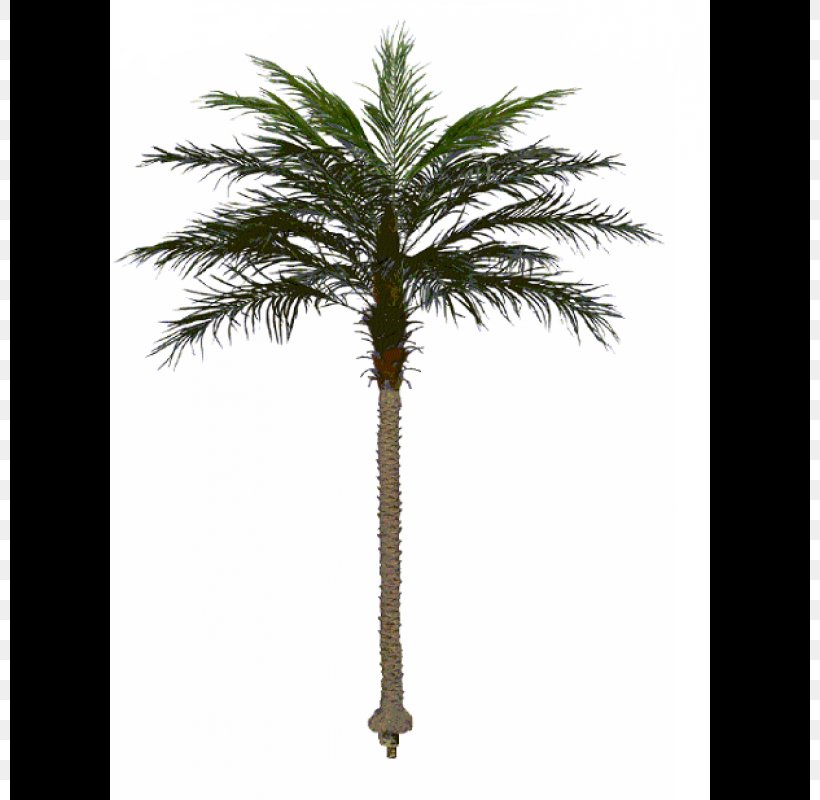 Asian Palmyra Palm Canary Island Date Palm Palm Trees Babassu, PNG, 800x800px, Asian Palmyra Palm, Arecales, Attalea, Attalea Speciosa, Babassu Download Free