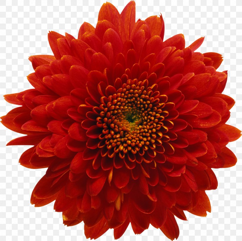 Chrysanthemum Red Flower Stock Photography Royalty-free, PNG, 1200x1198px, Chrysanthemum, Annual Plant, Blanket Flowers, Chrysanths, Cut Flowers Download Free