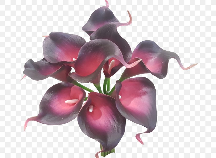 Arum-lily Flower Bouquet Artificial Flower Plant, PNG, 800x600px, Arumlily, Artificial Flower, Calla Lily, Cut Flowers, Flower Download Free