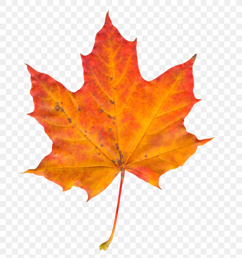 Autumn Leaf Color, PNG, 1600x1703px, Leaf, Autumn Leaf Color, Display Resolution, Green, Leaf Vegetable Download Free