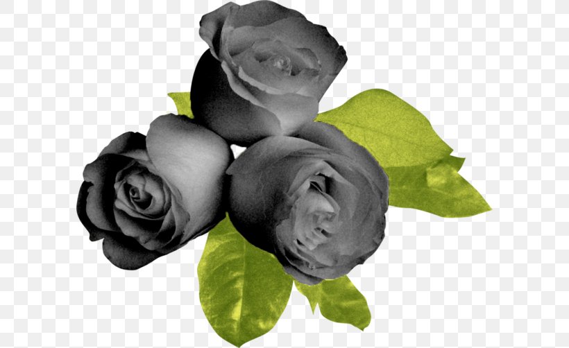 Garden Roses Flower Black Beach Rose, PNG, 600x502px, Garden Roses, Beach Rose, Black, Black And White, Blog Download Free