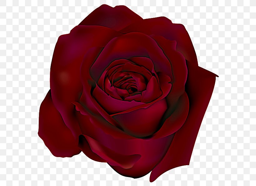 Garden Roses, PNG, 600x598px, Rose, Floribunda, Flower, Garden Roses, Hybrid Tea Rose Download Free