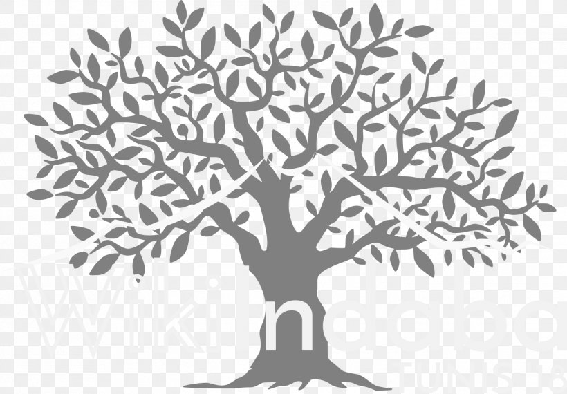 Olive Leaf Vector Graphics Tree Illustration, PNG, 1474x1025px, Olive, Artwork, Black And White, Branch, Flora Download Free