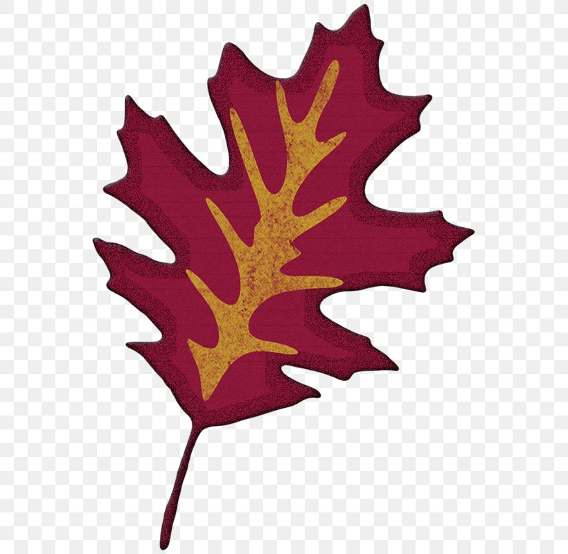Red Maple Leaf, PNG, 564x800px, Leaf, Acorn, Autumn, Bark, Black Maple Download Free