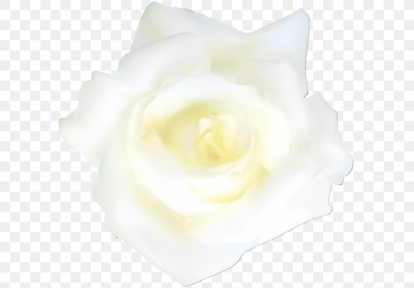 Rose, PNG, 600x571px, Watercolor, Flower, Hybrid Tea Rose, Paint, Petal Download Free