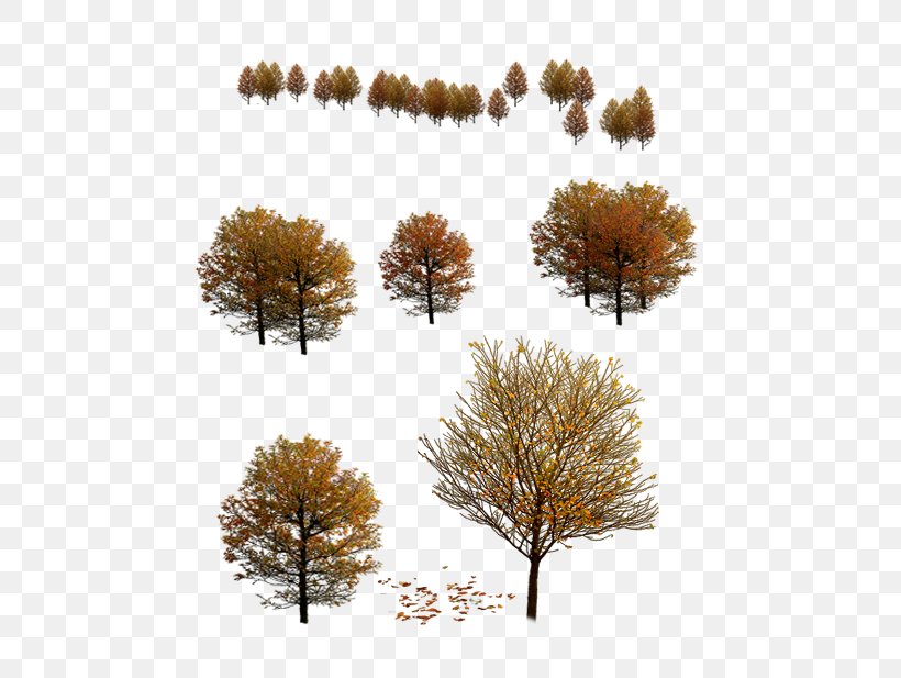 Tree 3D Modeling Autumn, PNG, 523x617px, Tree, Autumn, Branch, Cottonwood, Deciduous Download Free