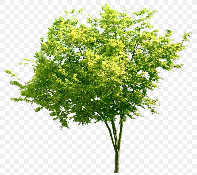 Tree Stock Photography Leaf Royalty-free Clip Art, PNG, 800x727px, Tree, Branch, Drawing, Evergreen, Juglans Download Free
