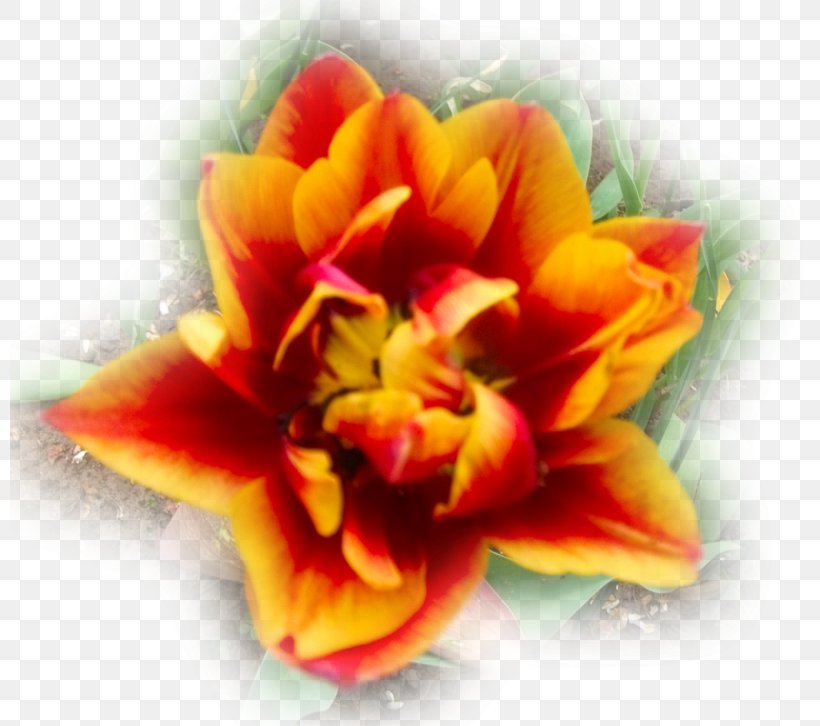 Tulip Cut Flowers Lilium Transvaal Daisy, PNG, 800x726px, Tulip, Blue, Close Up, Color, Conrad Gessner Download Free