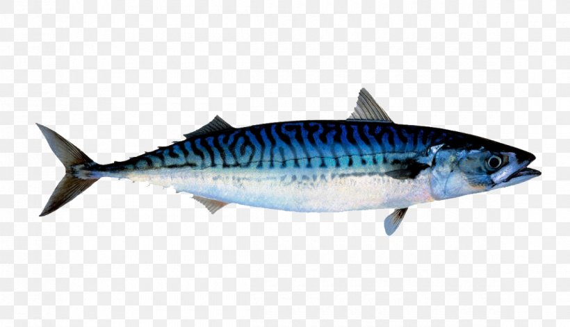 Atlantic Mackerel North Sea Norwegian Sea Fish, PNG, 1160x667px, Mackerel, Atlantic Cod, Atlantic Mackerel, Bonito, Bony Fish Download Free