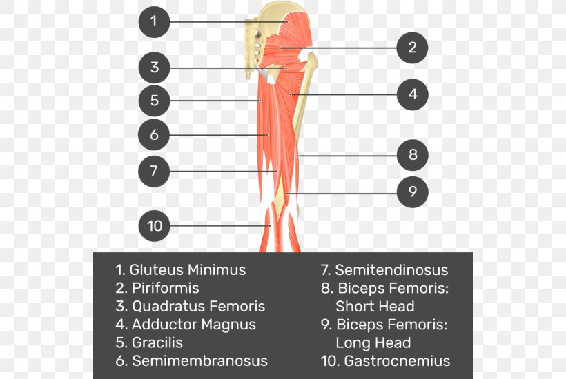 Biceps Femoris Muscle Semimembranosus Muscle Gluteus Medius Quadratus Femoris Muscle Semitendinosus Muscle, PNG, 550x550px, Watercolor, Cartoon, Flower, Frame, Heart Download Free